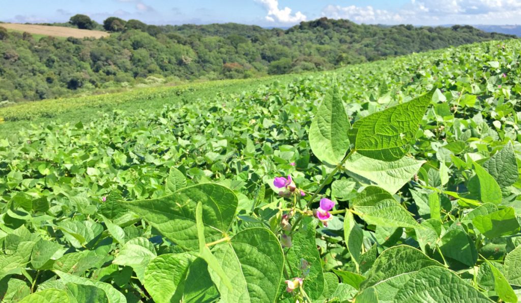 Lavoura de feijão em início de floração