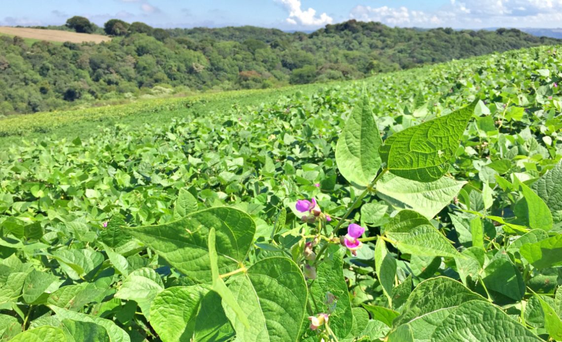 Lavoura de feijão em início de floração