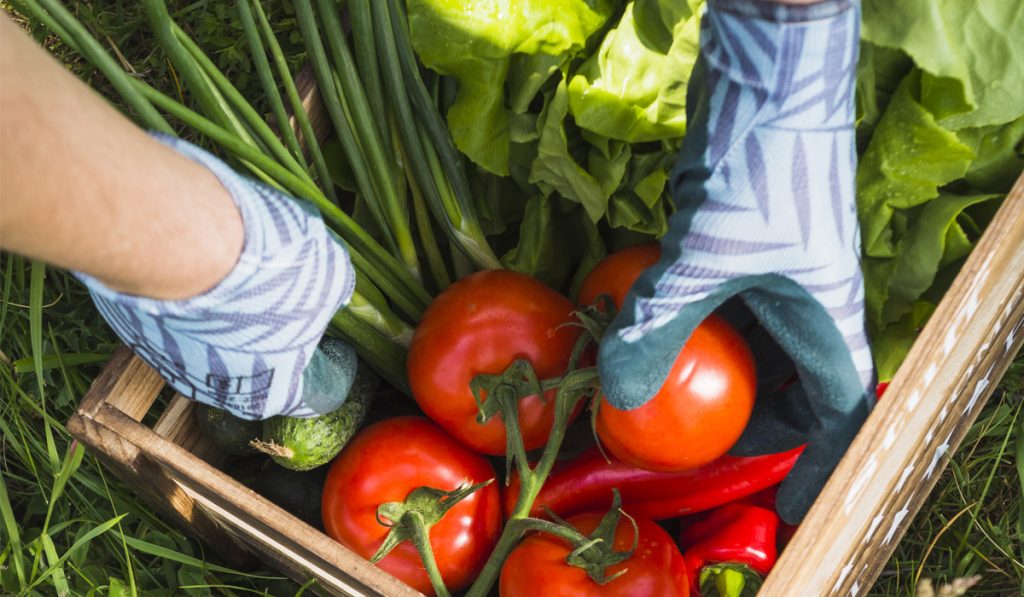 Horticultor colhendo produtos da sua horta