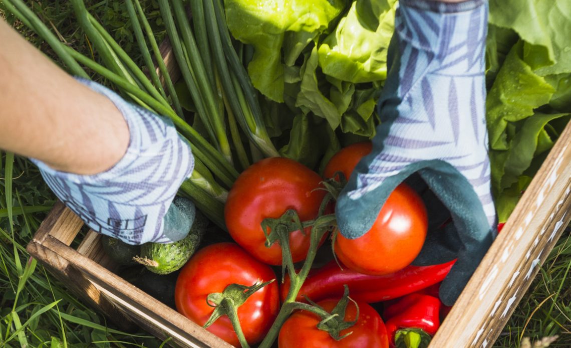 Horticultor colhendo produtos da sua horta