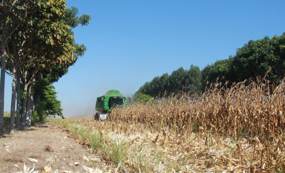 Colhedeira realizando a colheita na lavoura de milho em sistema de ILPF