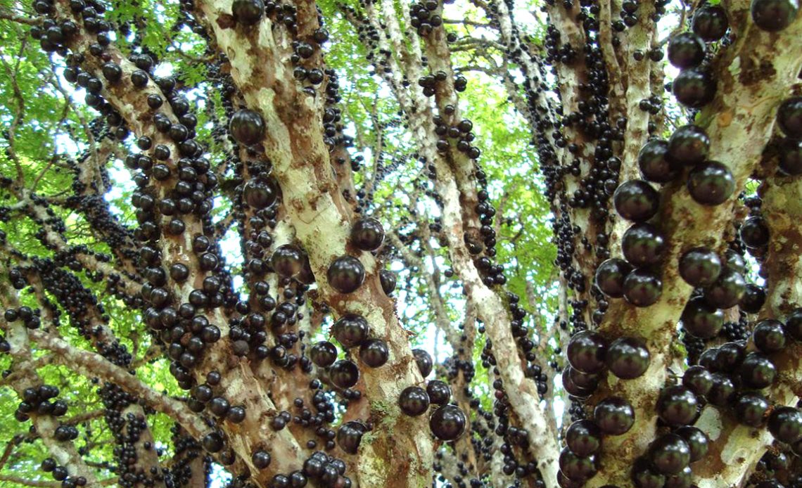 Pé de jabuticaba carregado de frutos - Foto: Sítio Duas Barras, Casa Branca/SP