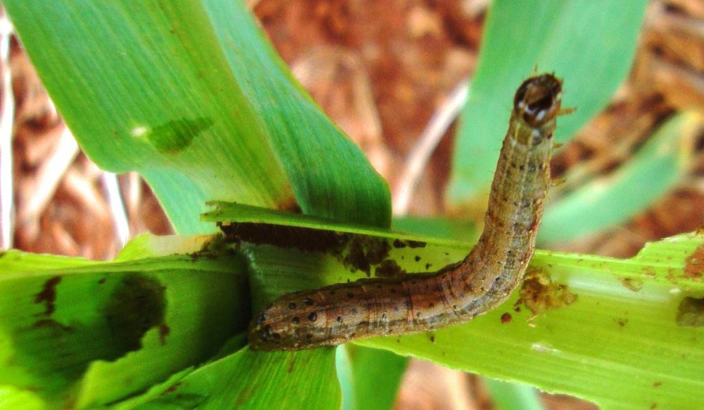 Largarta do cartucho (Spodoptera frugiperda) na folha do milho