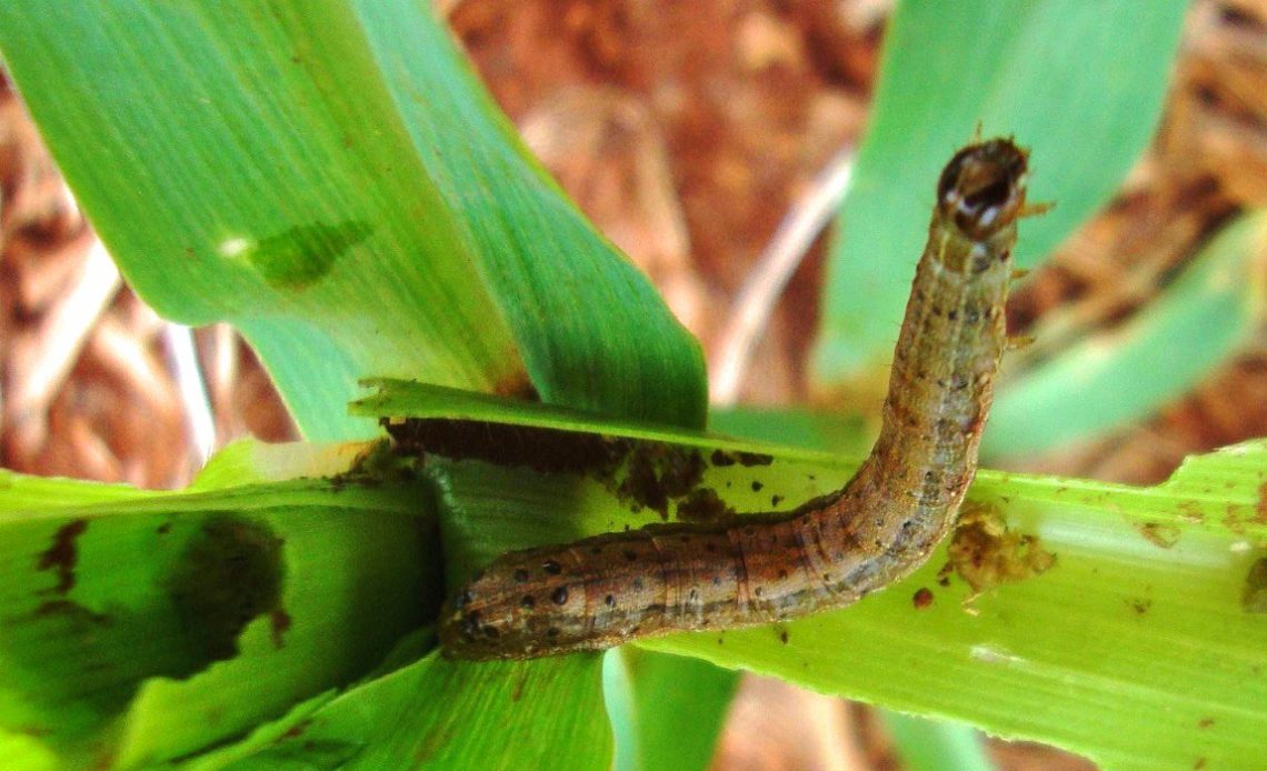 Largarta do cartucho (Spodoptera frugiperda) na folha do milho