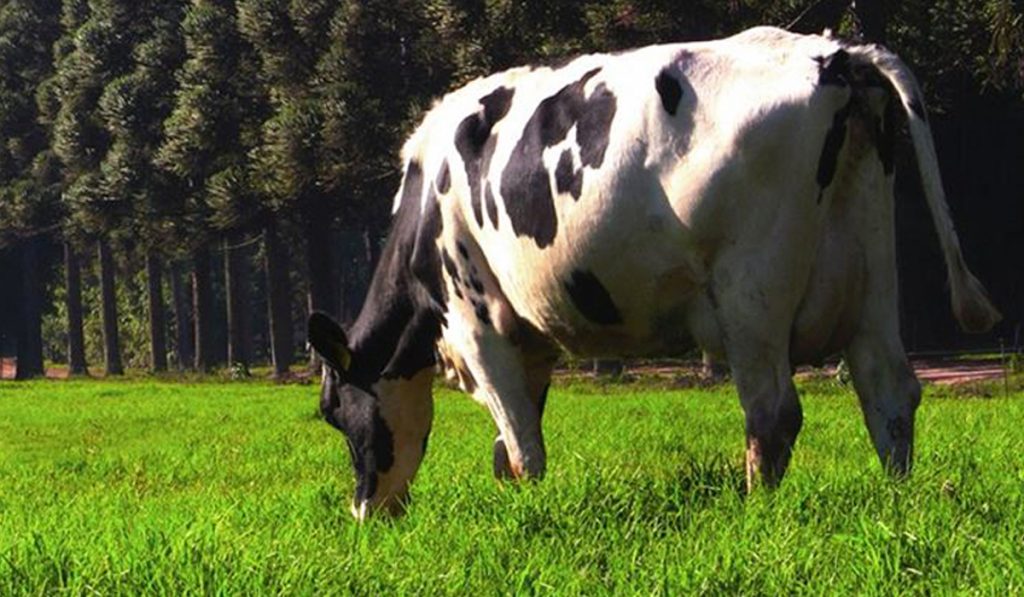 Vaca pastando em sistema ILPF visando a produção de leite orgânico