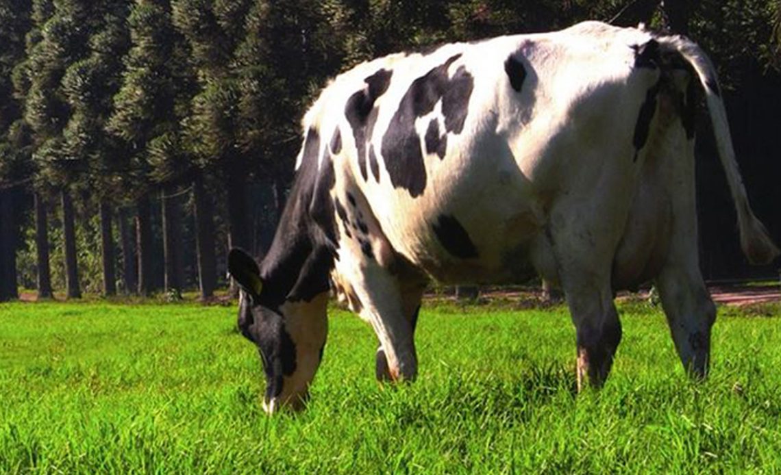 Vaca pastando em sistema ILPF visando a produção de leite orgânico