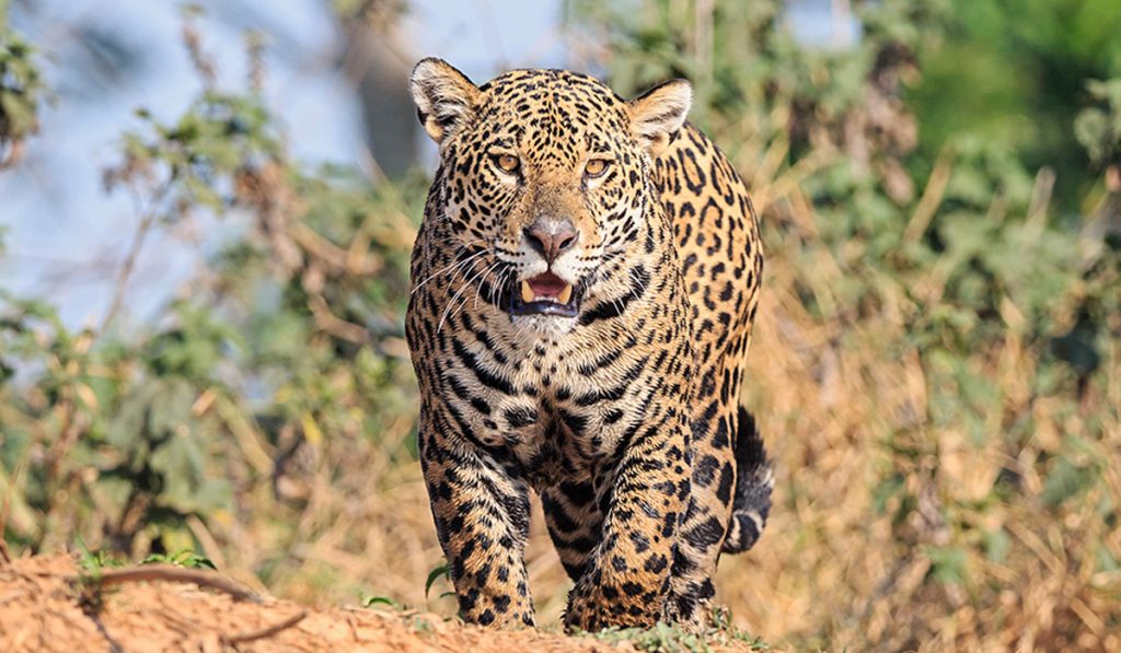 Onça-pintada (Panthera onca)