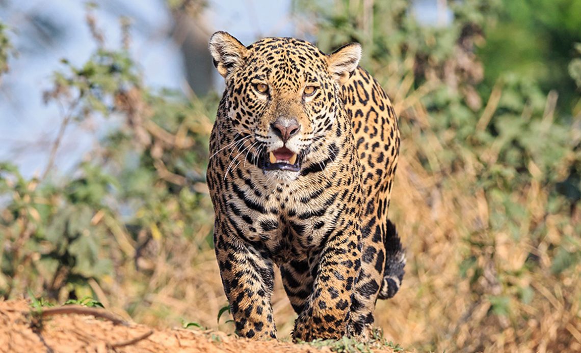 Onça-pintada (Panthera onca)