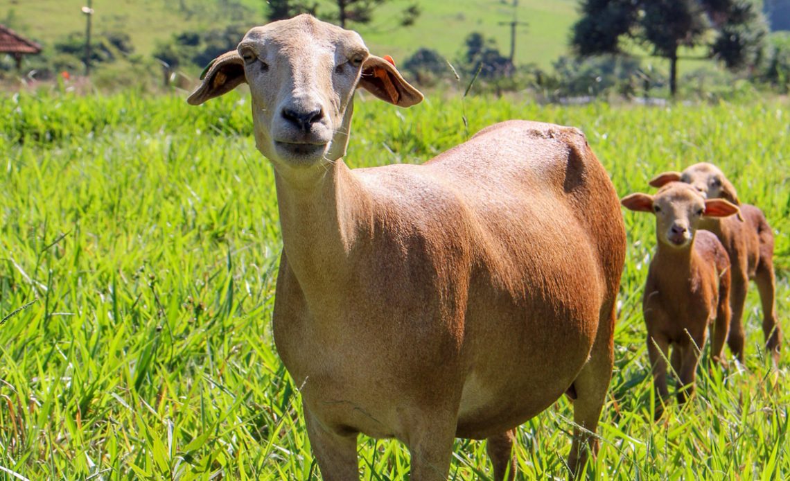 Ovino morada nova com cria na pastagem