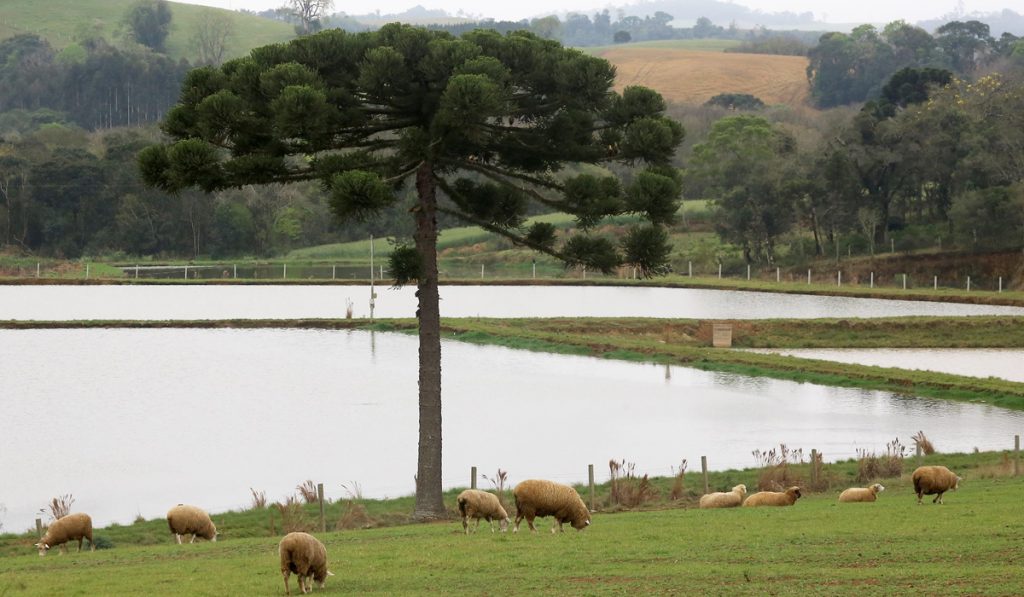Ovinocultura no Paraná