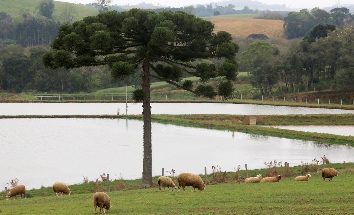 Ovinocultura no Paraná