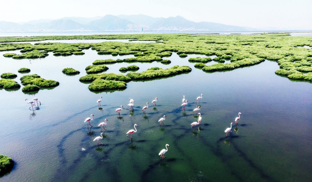 Flamingos no Pantanal