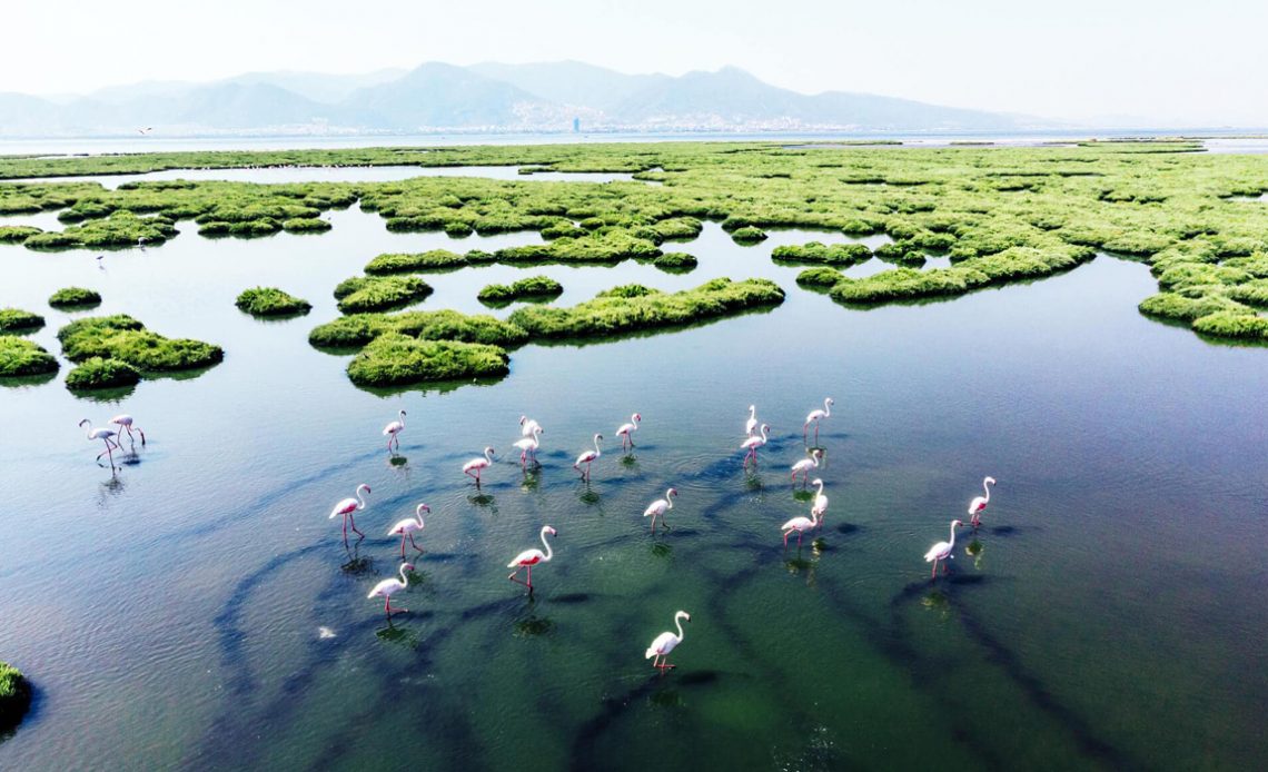 Flamingos no Pantanal