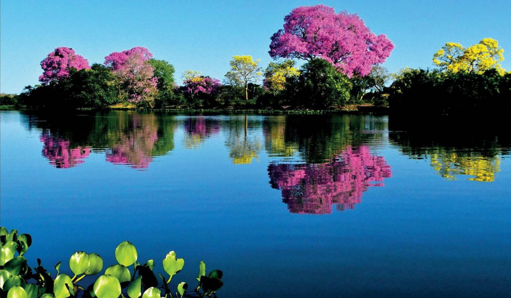 Pantanal com destaque para os lindos ipês