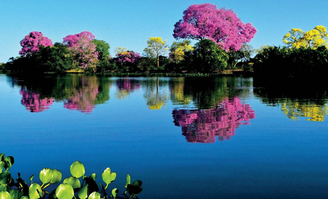 Pantanal com destaque para os lindos ipês