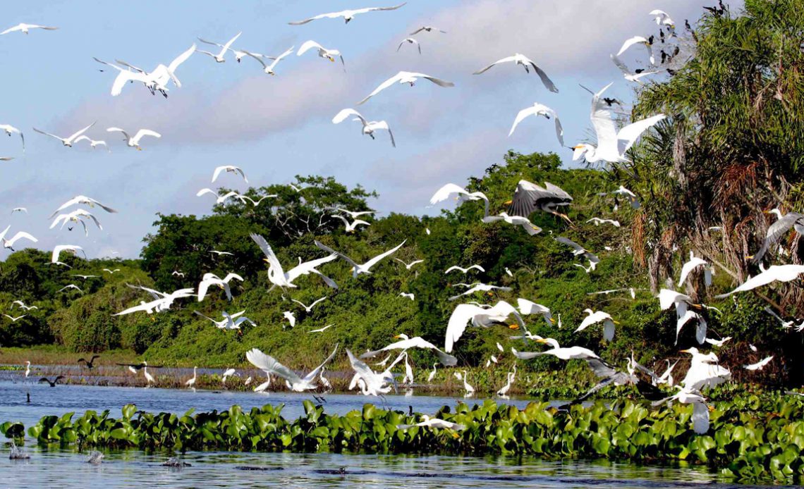 Pantanal com uma revoada de garças