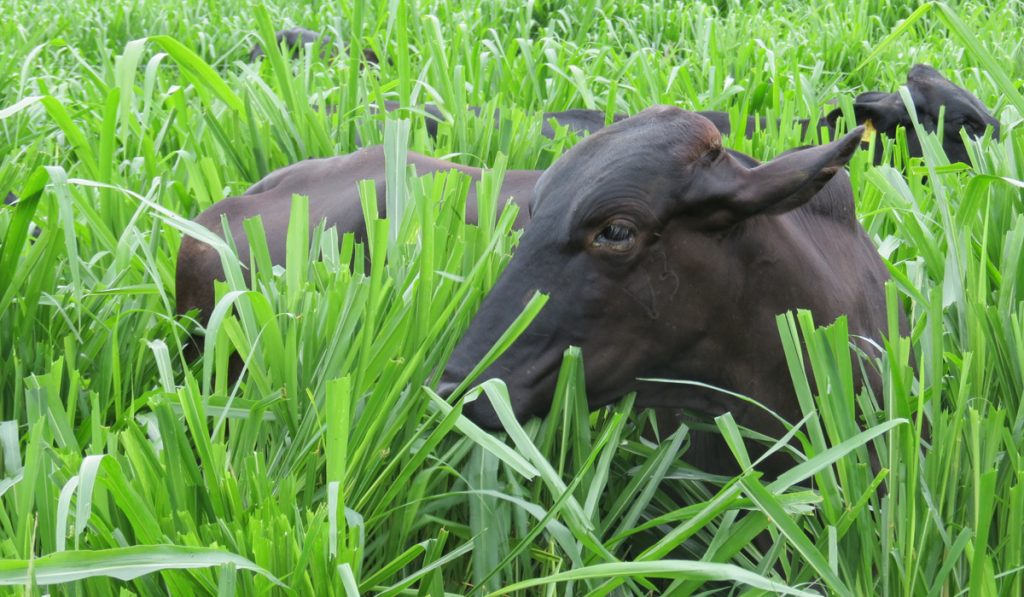 Vaca girolando em piquete com pasto vigoroso