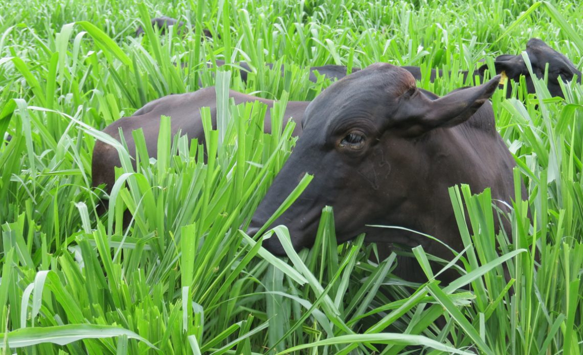 Vaca girolando em piquete com pasto vigoroso