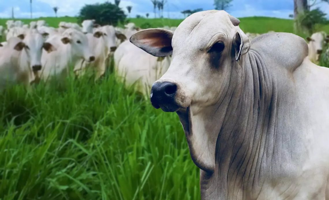 Touro nelore com vacada no pasto