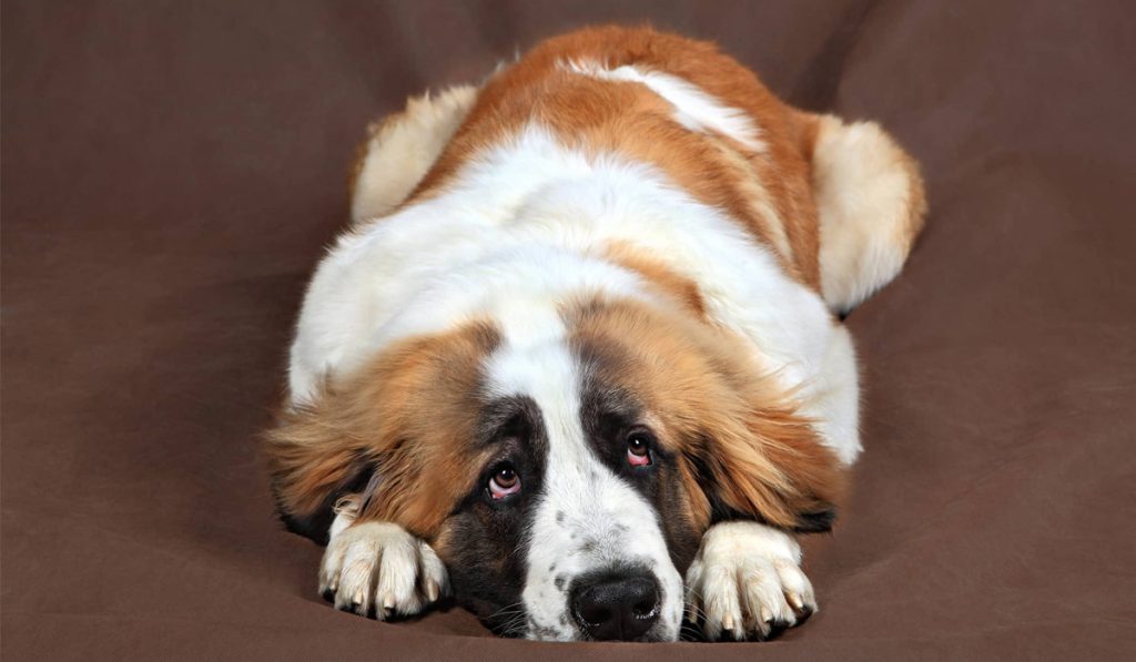 Cão deitado com olhar triste