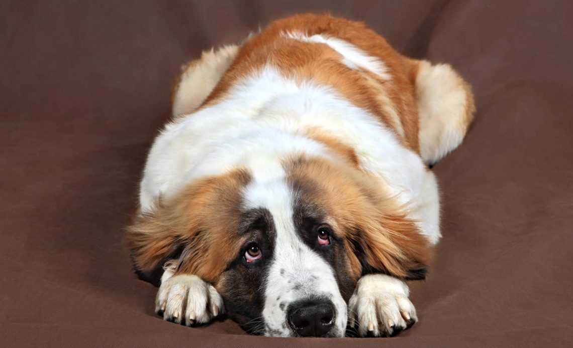 Cão deitado com olhar triste