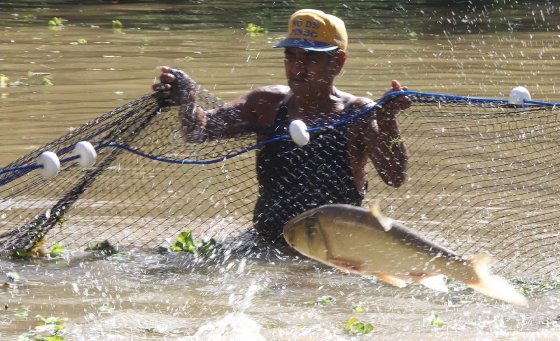 Piscicultor fazendo a despesca de um tanque com peixe pulando na rede