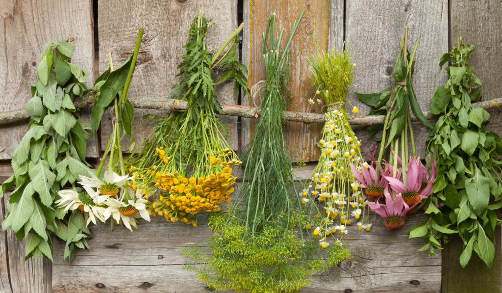 Plantas medicinais em processo de secagem