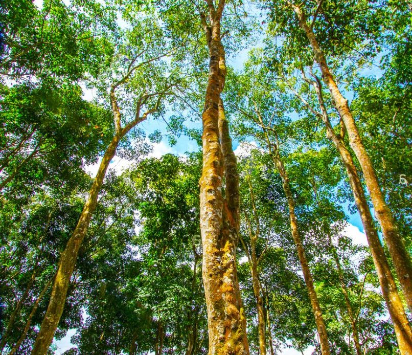 Seringueira (Hevea brasiliensis)