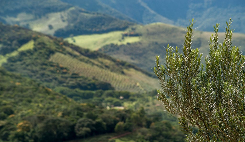 Olivais da Serra da Mantiqueira de Minas