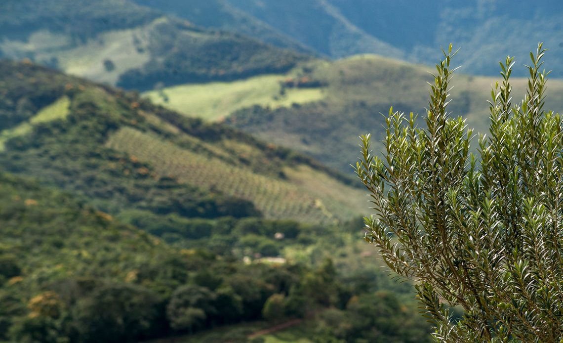 Olivais da Serra da Mantiqueira de Minas