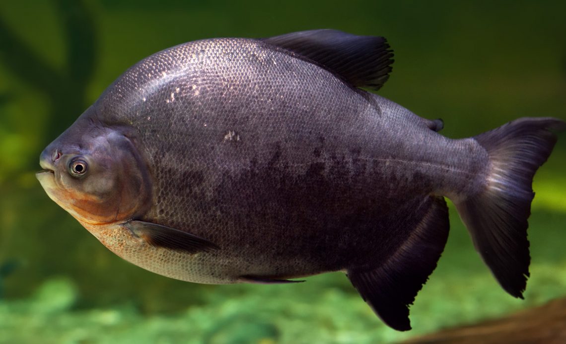 Tambaqui (Colossoma macropomum)