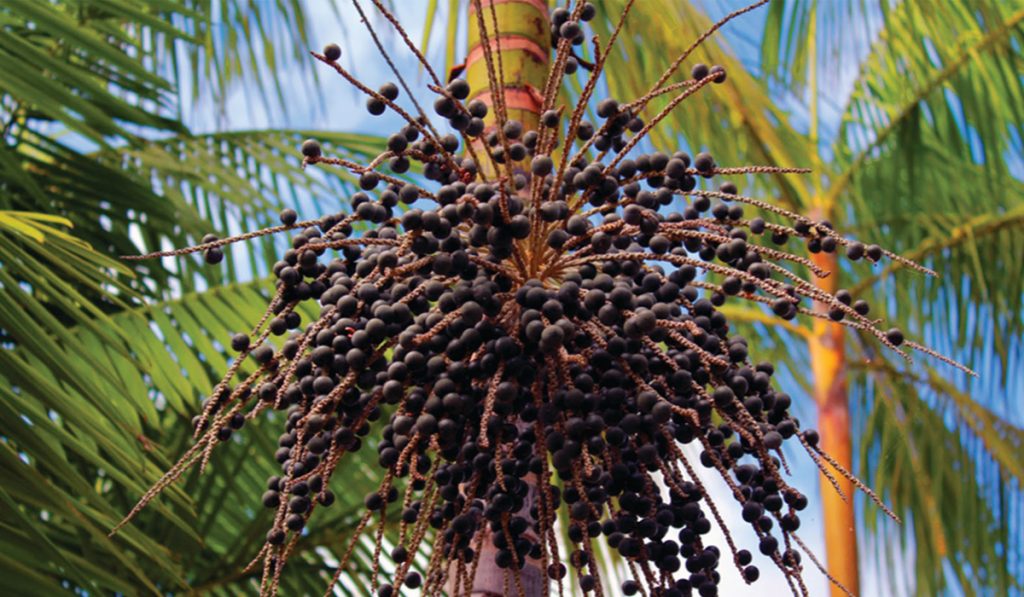 Açaizeiro com destaque para um cacho de frutos