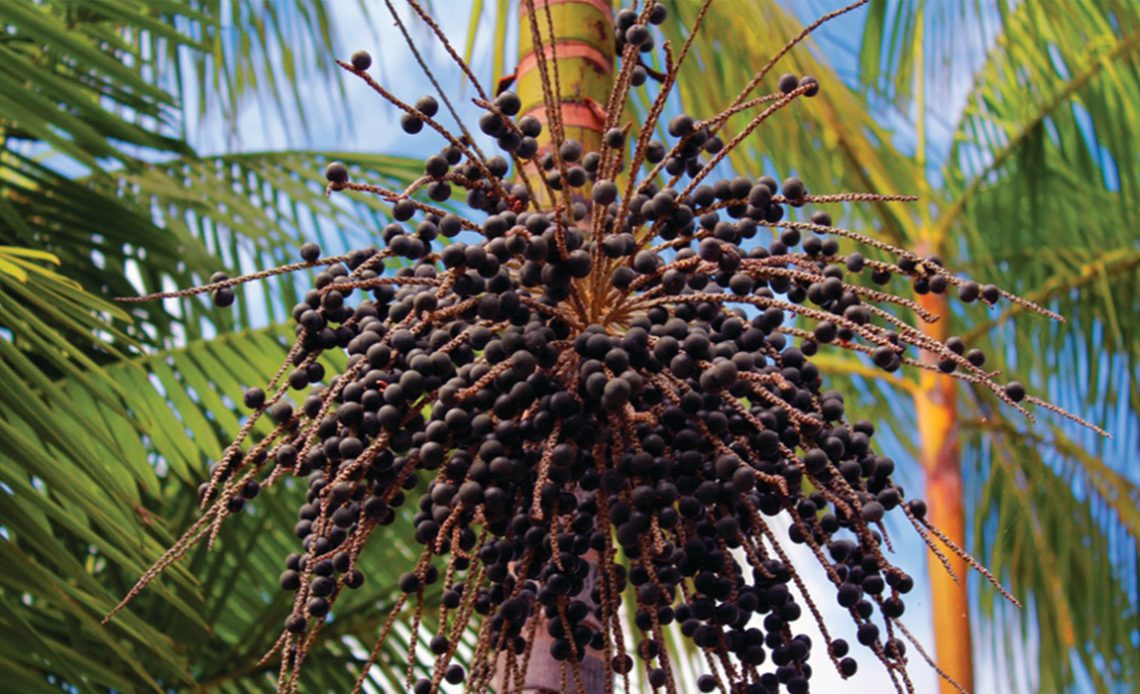 Açaizeiro com destaque para um cacho de frutos