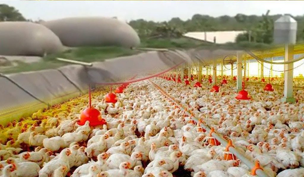 Sistema de biodigratão ontegrado à granja de aves