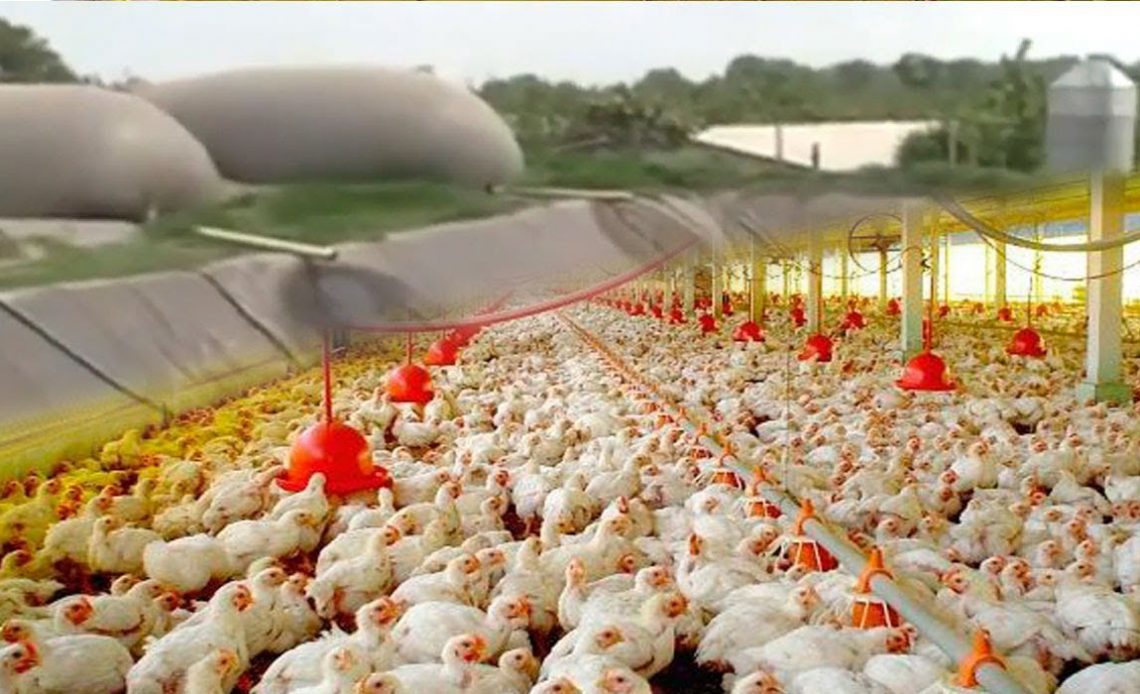 Sistema de biodigratão ontegrado à granja de aves