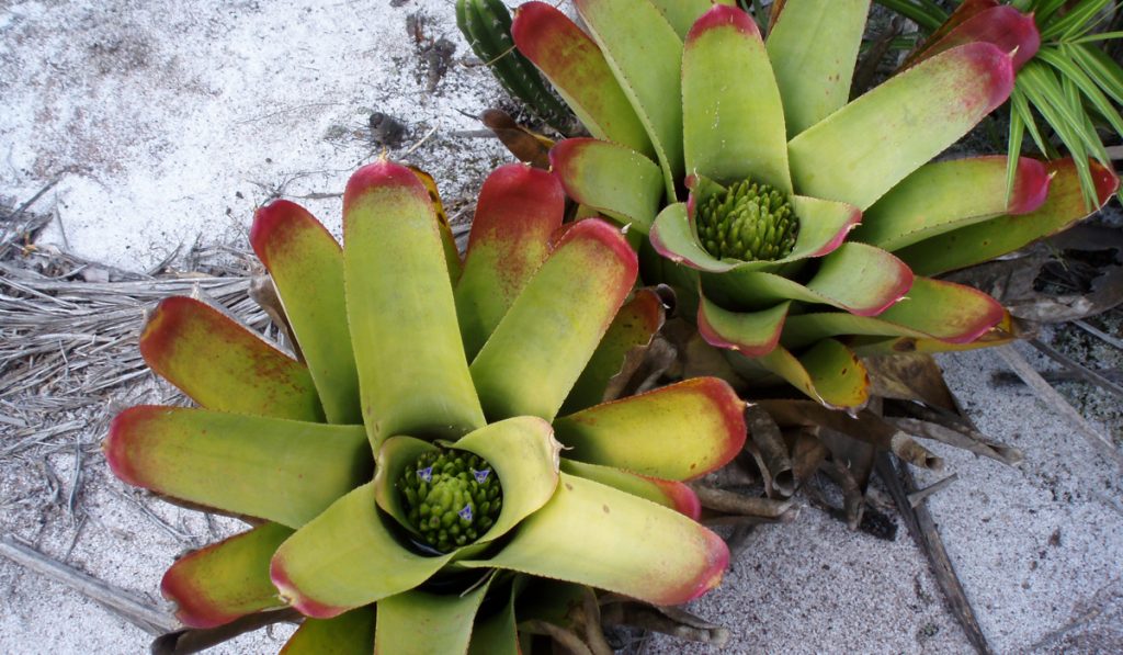 Bromelias