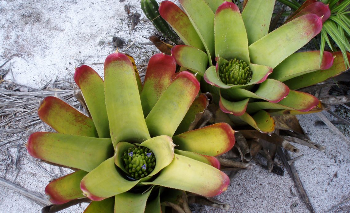 Bromelias