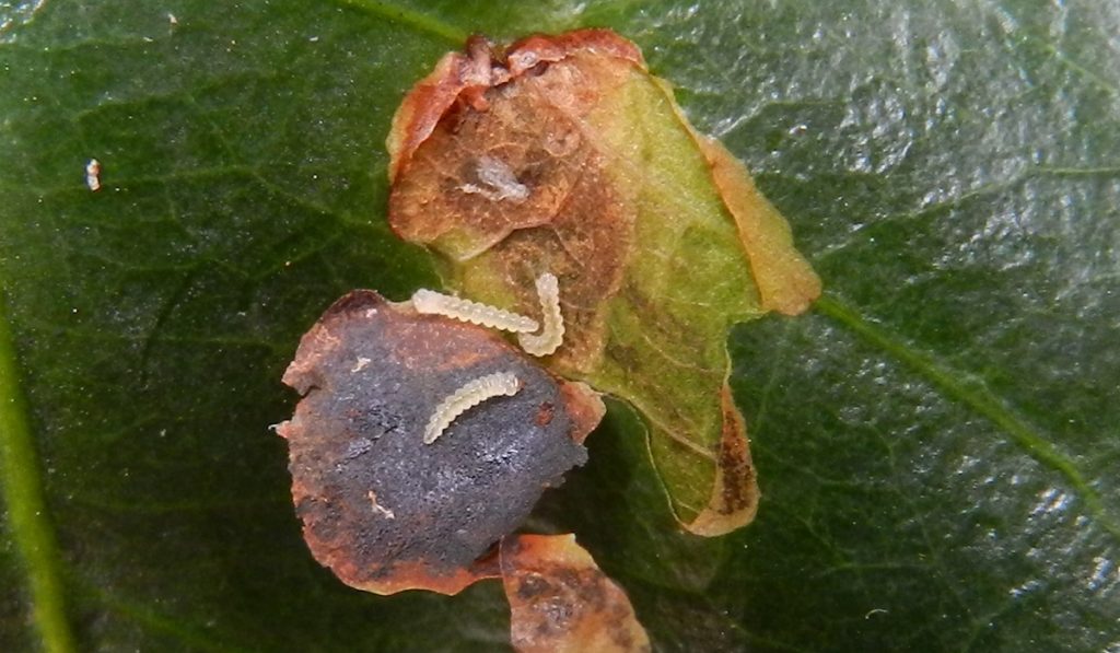 Larvas do bicho mineiro do café (Leucoptera coffeella) atacando uma folha
