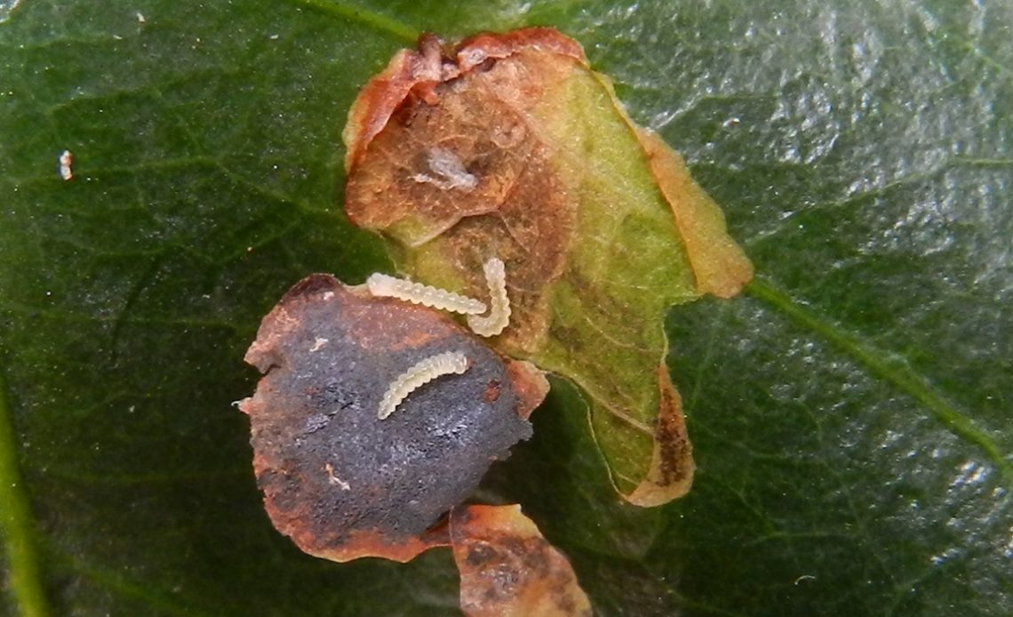 Larvas do bicho mineiro do café (Leucoptera coffeella) atacando uma folha