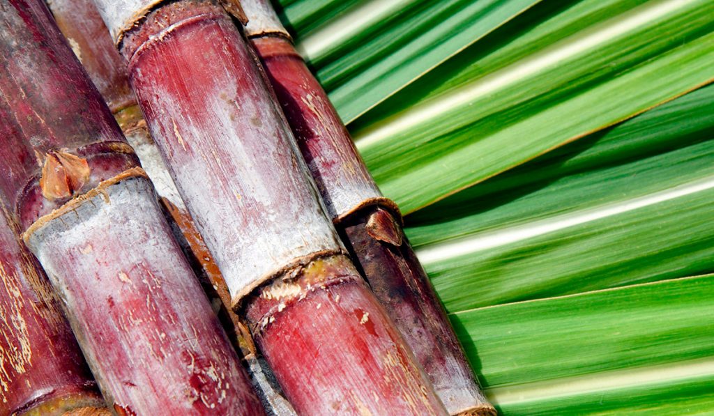 Feixe de cana sobre folhas do vegetal