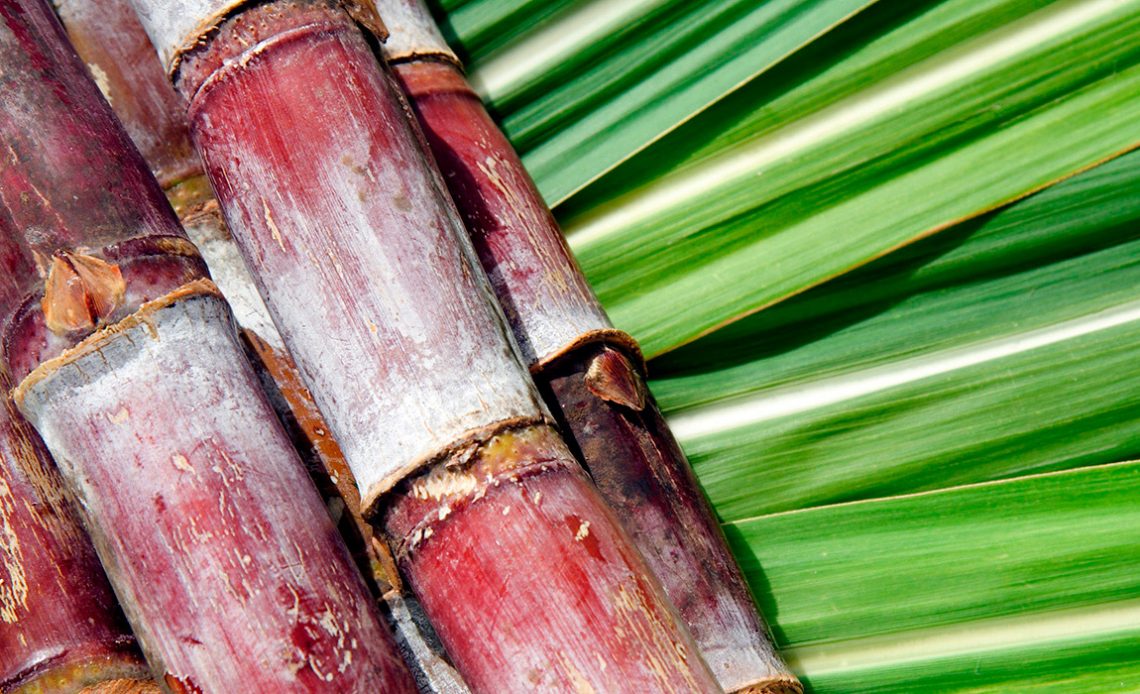 Feixe de cana sobre folhas do vegetal