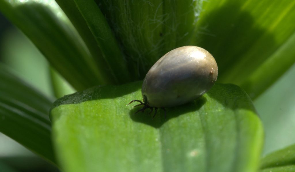 Fêmea do carrapato bovino (Rhipicephalus microplus)