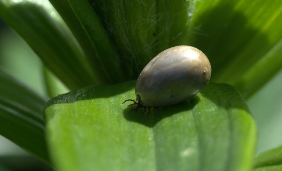 Fêmea do carrapato bovino (Rhipicephalus microplus)