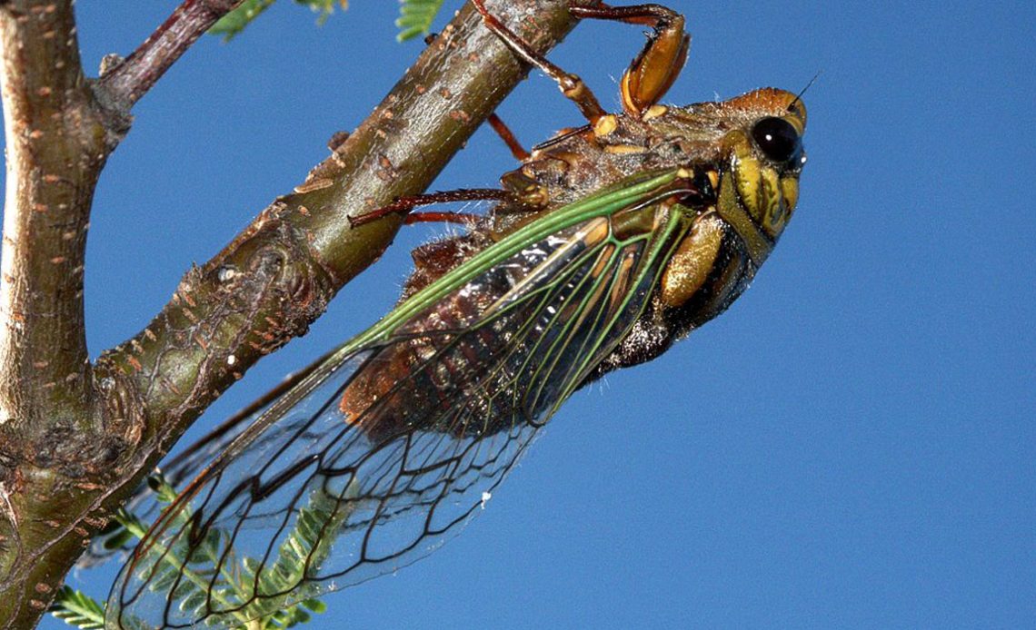 Cigarra gigante ou cigara do cafeeiro (Quesada gigas)