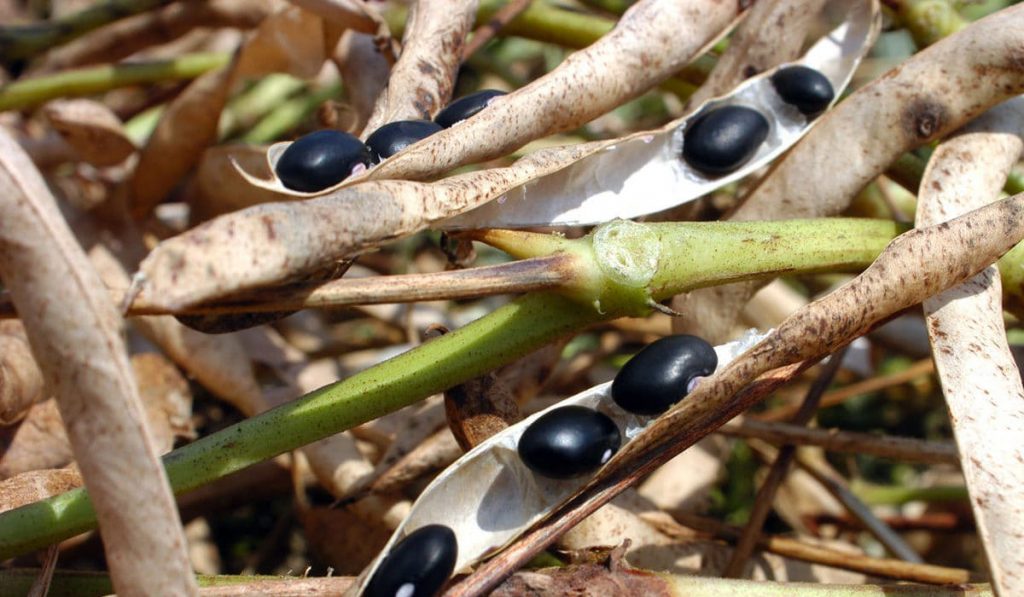 Favas abertas de feijão preto com os grãos expostos