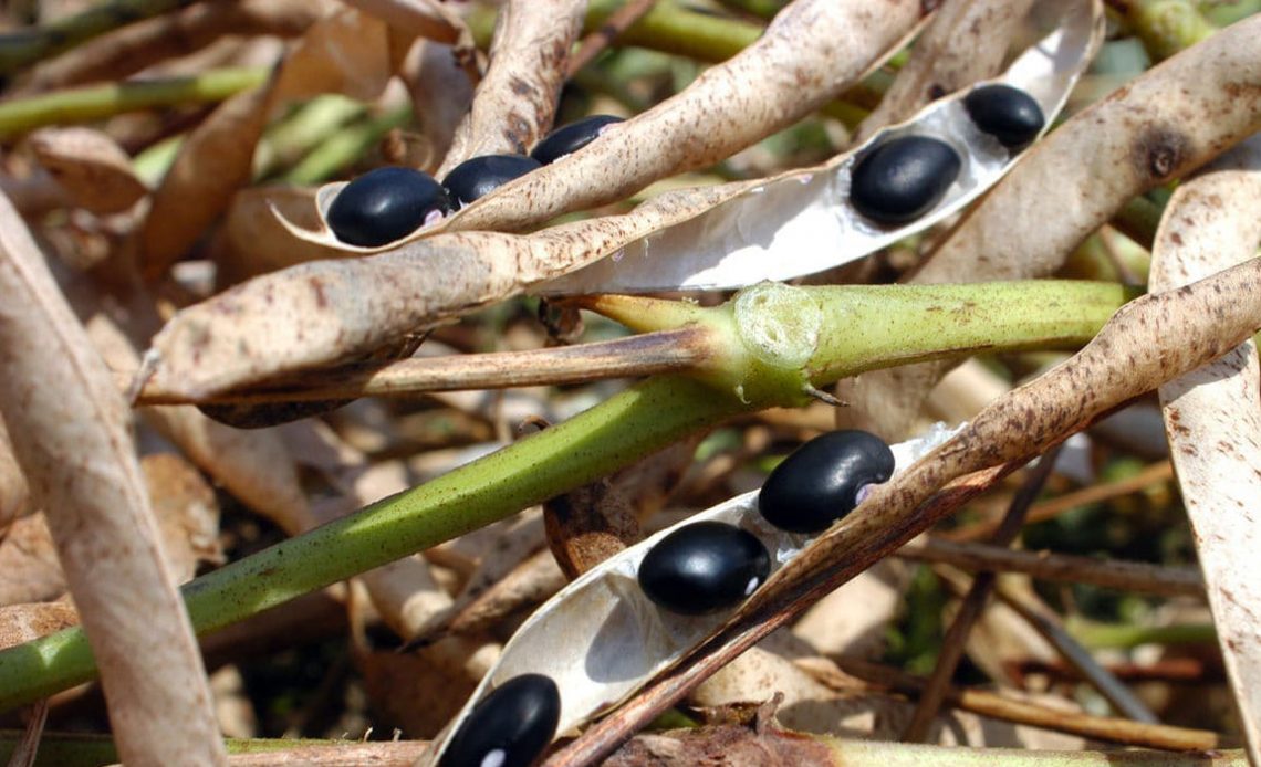 Favas abertas de feijão preto com os grãos expostos