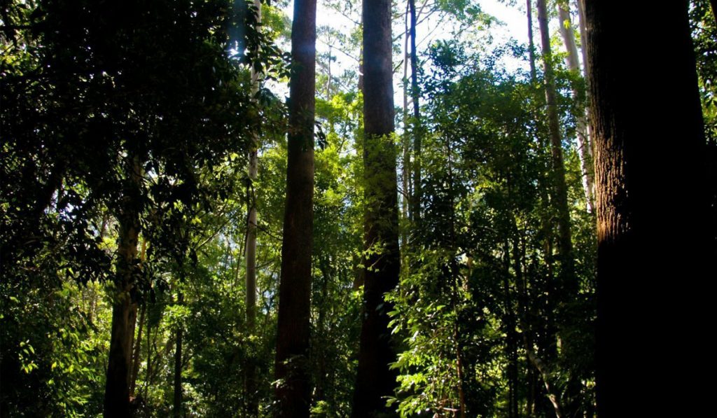 Interior da floresta