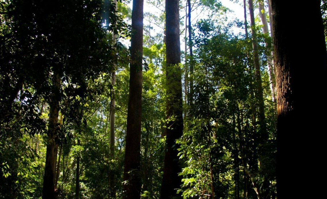 Interior da floresta