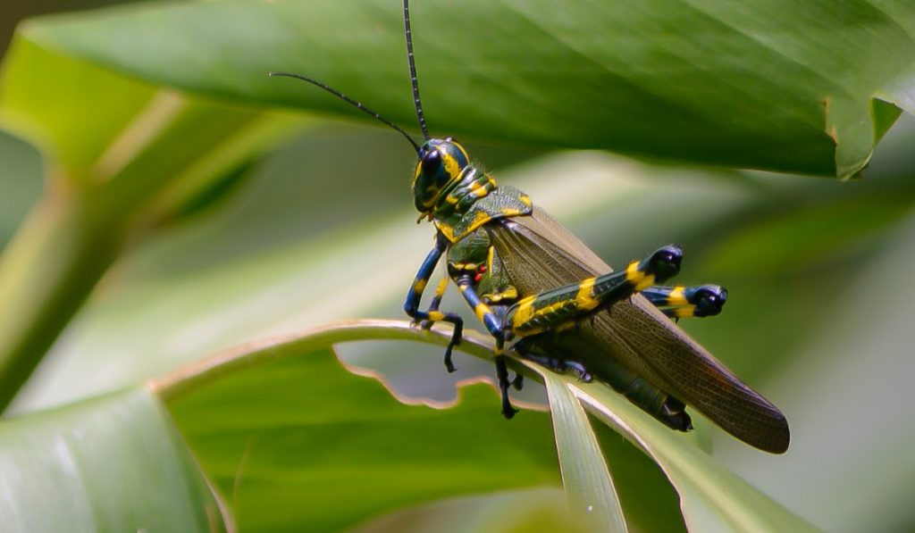 Tucura ou gafanhoto soldado (Chromacris speciosa) - Foto: Rinaldo Alves