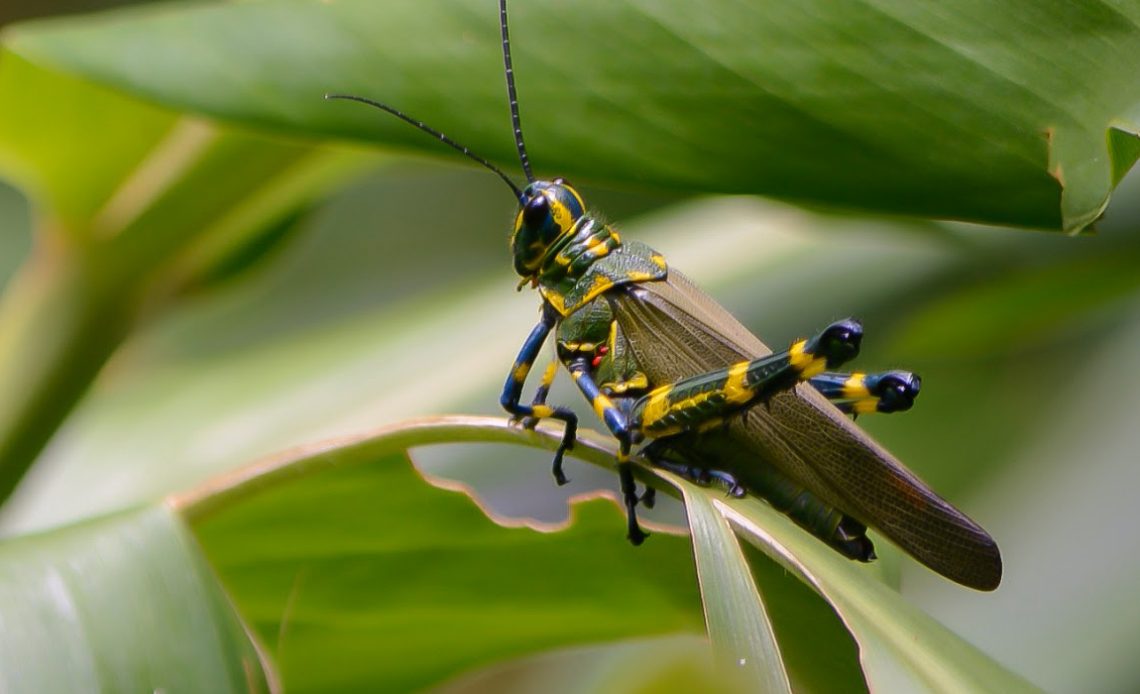 Tucura ou gafanhoto soldado (Chromacris speciosa) - Foto: Rinaldo Alves